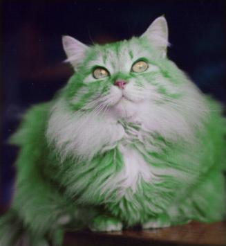 Зеленая Кошка Фото